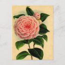 Suche nach rosa kamelie postkarten Vintag