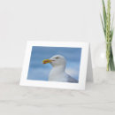 Suche nach seemöwe karten Natur