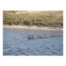 Suche nach amerikanischer alligator poster Sumpf