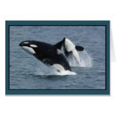 Suche nach schwertwal postkarten Ozean