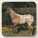 Suche nach appaloosa untersetzer Foto