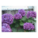 Suche nach hydrangea blume poster Foto