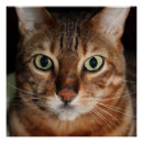 Suche nach bengalisch poster Kätzchen