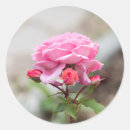 Suche nach knospe aufkleber Rose