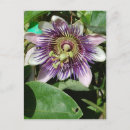 Suche nach passionsblume postkarten Leidenschaft