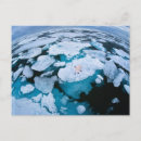 Suche nach bedrohte art postkarten Eisbär