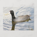 Suche nach amerikanischer vogel postkarten Foto