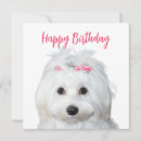 Suche nach hündchen karten Hund