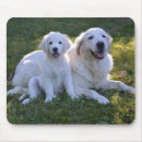 Suche nach golden retriever welpe mousepads Hunde