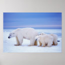 Suche nach bedrohte tiere poster Raubtier