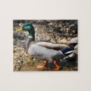 Suche nach enten puzzle Fotografie