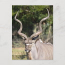 Suche nach africa postkarten Natur