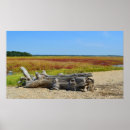 Suche nach driftwood poster Treibholz