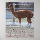 Suche nach alpaca poster Alpaka
