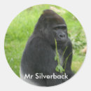 Suche nach silverbacks Tierwelt