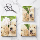 Suche nach golden retriever geschenkpapier Foto