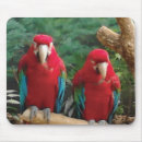 Suche nach roter papagei mousepads Vögel