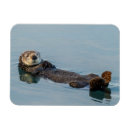 Suche nach seeotter magnete Kalifornien