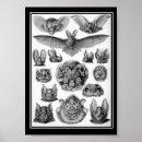 Suche nach fledermaus poster Fledermäuse