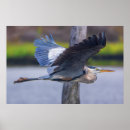 Suche nach tierwelt poster Naturfotografie