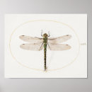 Suche nach libelle poster Schmetterling