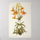 Suche nach lilium poster Lilie