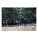 Suche nach tierbild poster Tierfotografie