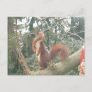 Suche nach weißes eichhörnchen postkarten Jede person