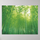 Suche nach bambuswald poster Grün