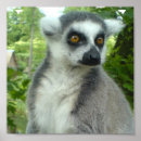Suche nach lemur kunst Primat