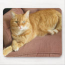Suche nach orange miezekatze elektronik zubehör Niedlich