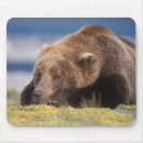 Suche nach braunbär mousepads Portrait