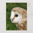 Suche nach barn owl postkarten Tier