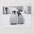 Suche nach kaiser postkarten Pinguine
