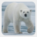 Suche nach ursus aufkleber Fauna