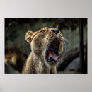 Suche nach gähnen poster Wild