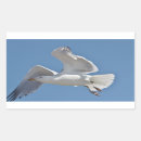 Suche nach seemöwe aufkleber Natur