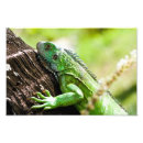 Suche nach grüner leguan poster Reptil