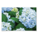 Suche nach hydrant poster Natur