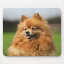 Suche nach aufpassen mousepads Hund