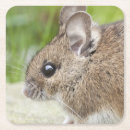 Suche nach maus untersetzer Für alle