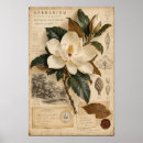 Suche nach weiße magnolie poster Botanisch