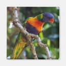 Suche nach lorikeet Australia