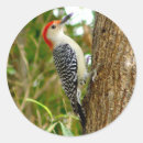 Suche nach woodpecker aufkleber Rot