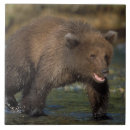 Suche nach umwelt fliesen Tierwelt