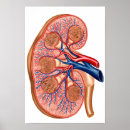 Suche nach nephrologie poster Anatomie