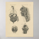 Suche nach därme poster Anatomie