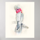 Suche nach cockatoo poster Aquarell