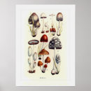 Suche nach fungi poster Botanisch