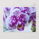 Suche nach lila orchidee postkarten Für alle